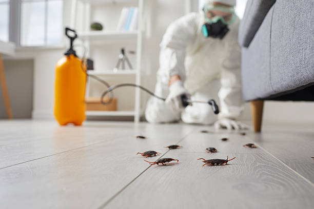 Commercial Kitchen Cockroach Control in Quincy